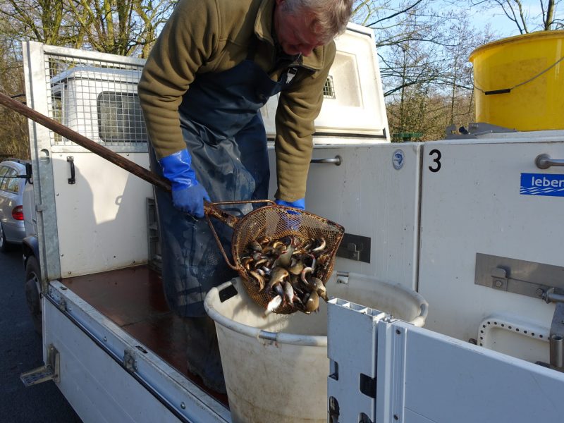 Teichanlage Armshorst